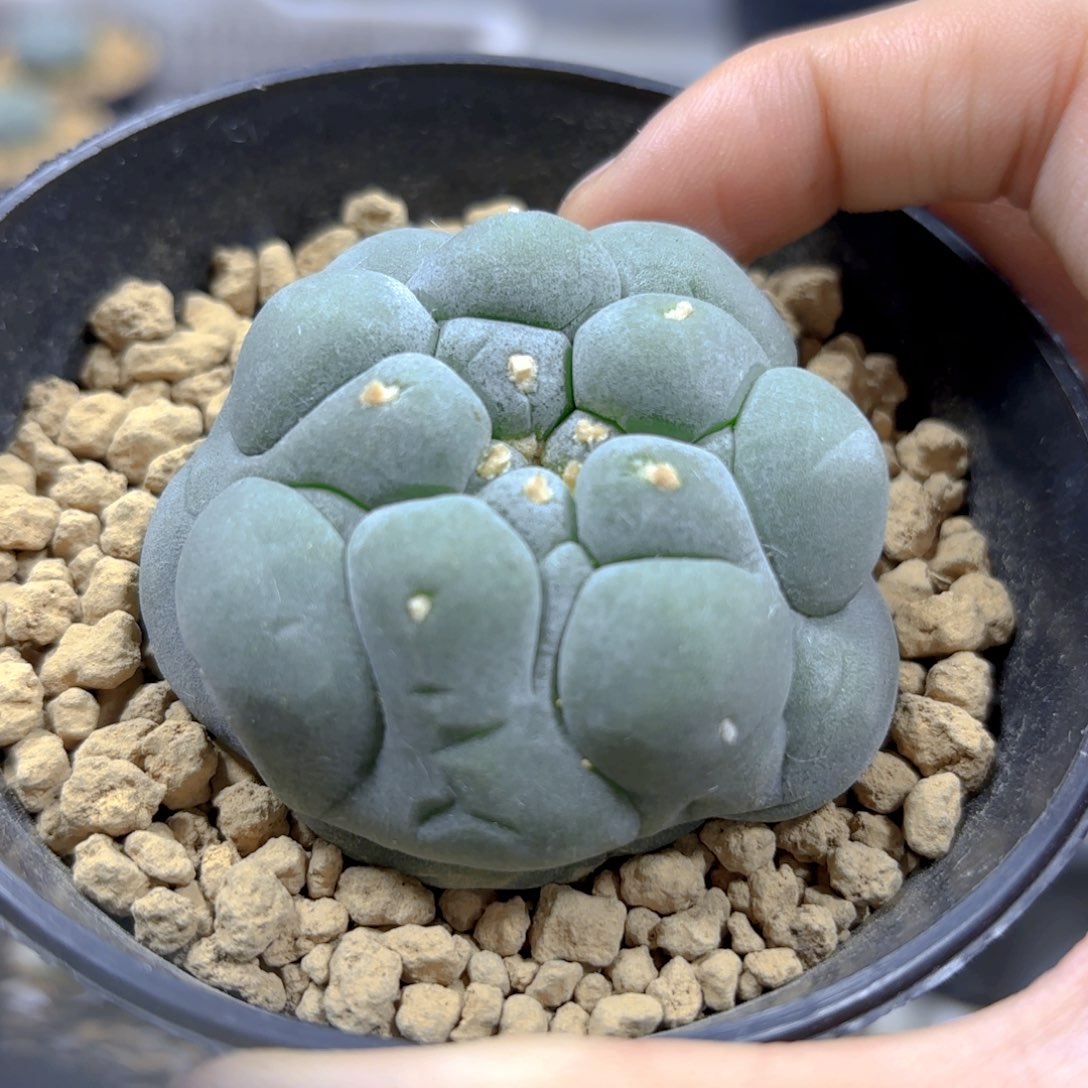 日系实生仲永G g g g g