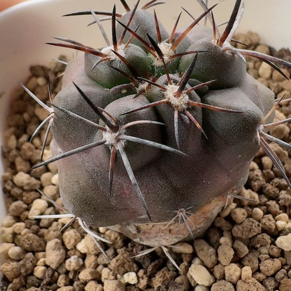 【闪购商品】实生飘云丸哈哈哈