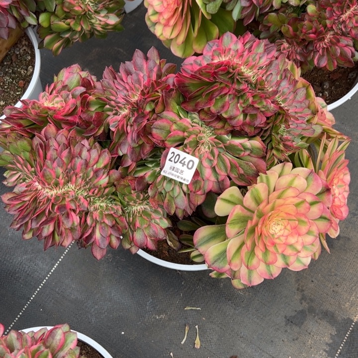 随***）2040，2039两颗一起