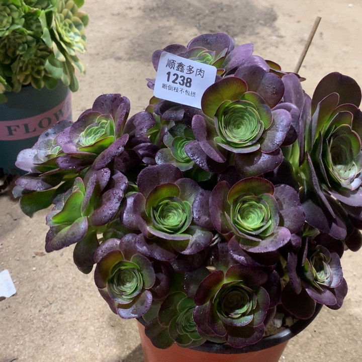 1238玫瑰多肉植物