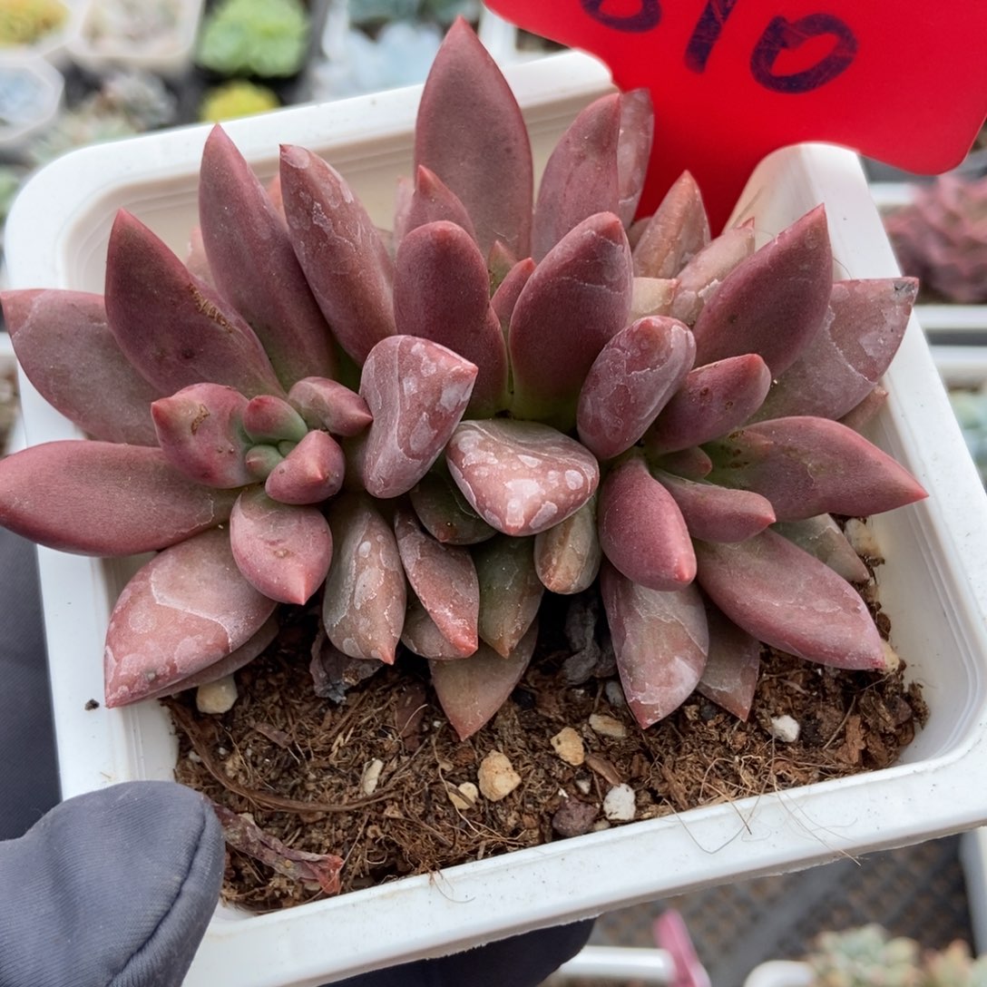 810桃花源多肉植物保护