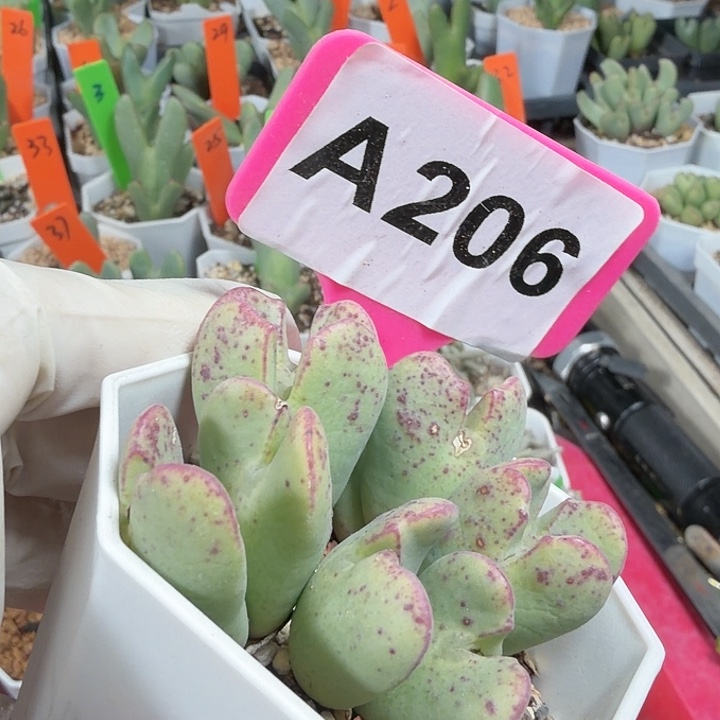 206jjjjjjmmmmmmmmmjjjj