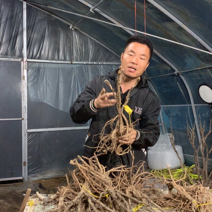 无花朵仙桃一物一拍