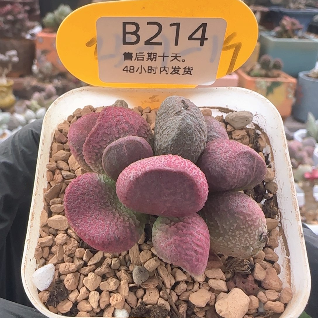 福利多肉水泡。  214。  