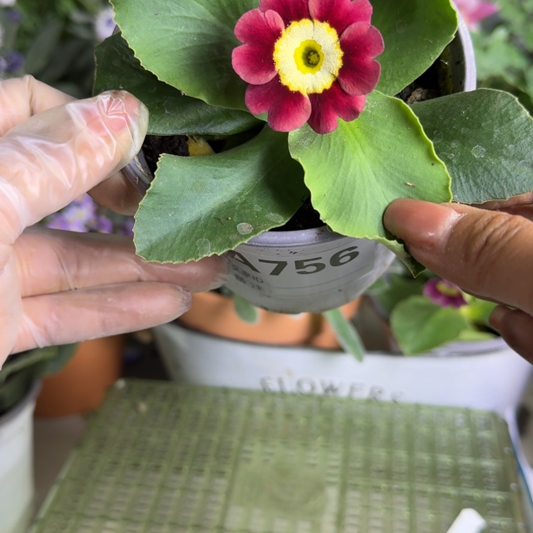 一物一拍  耳叶报春A756