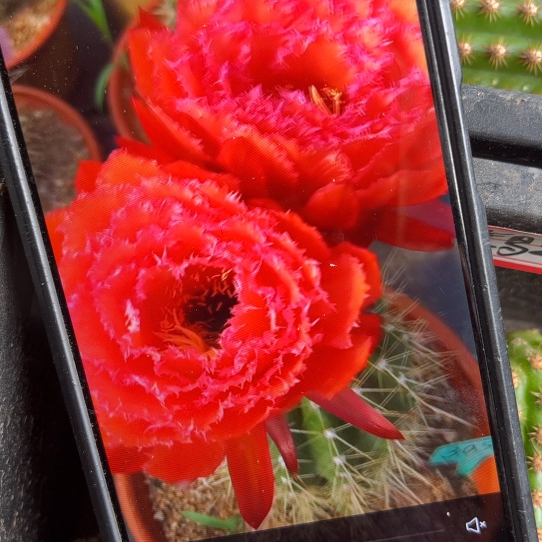 荣耀加强毛遐侧呀20包邮仙人球25