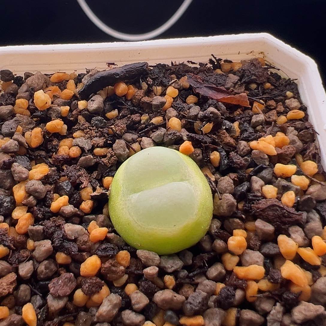 慢**李148号拉登11.6多肉