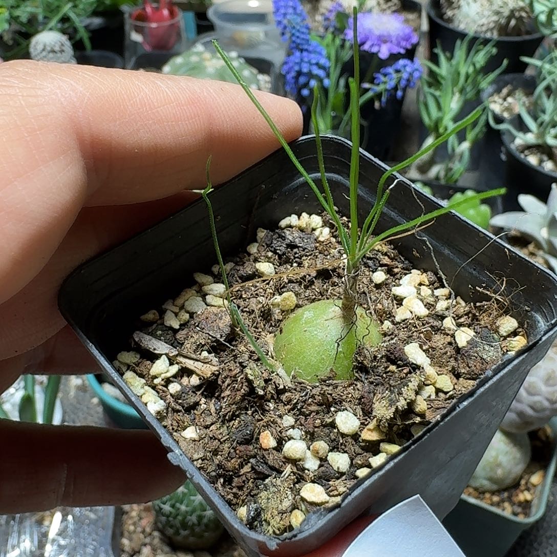 495泰迪海葱带盆发货