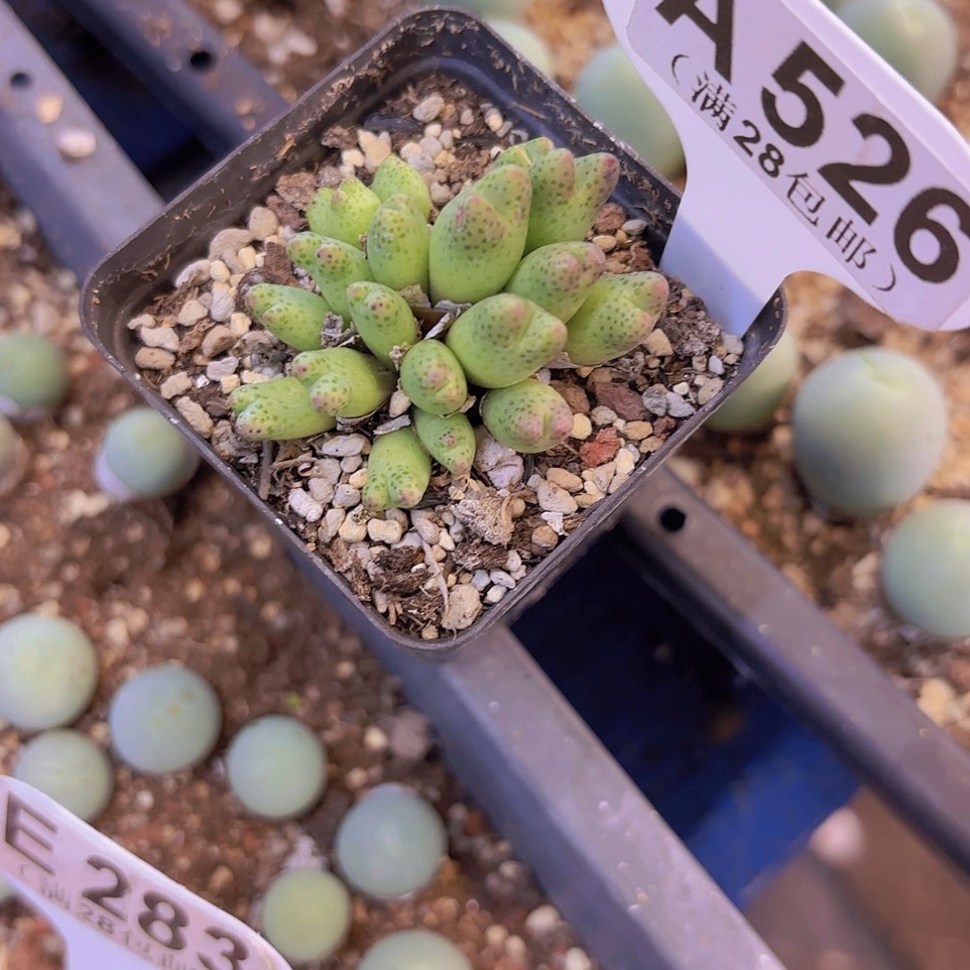 A526龙猫斑马一物语拍