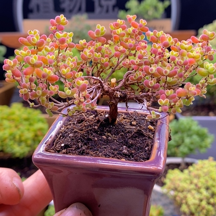 无花朵81蜜橘造型桩。    