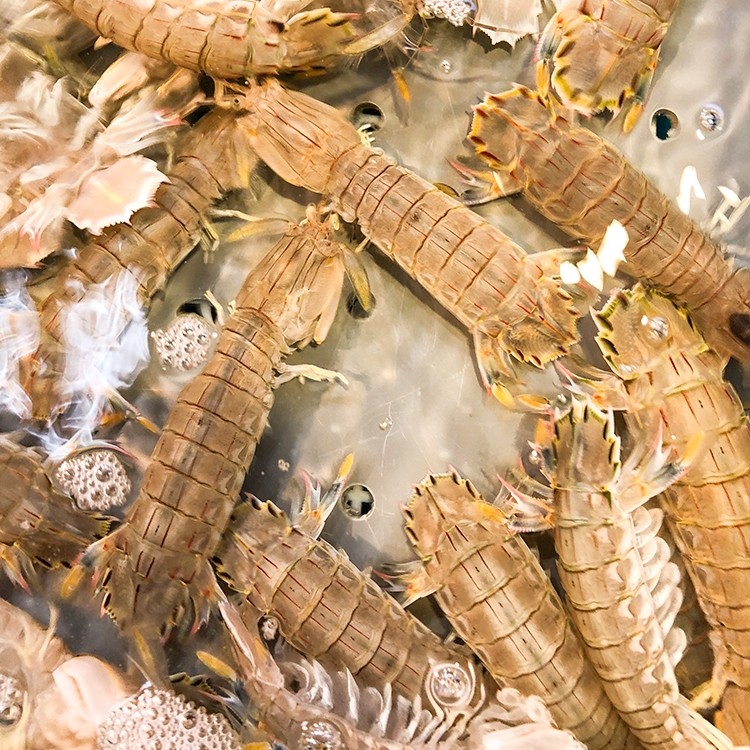 【新疆包邮】海捕野生皮皮虾1kg【包鲜】