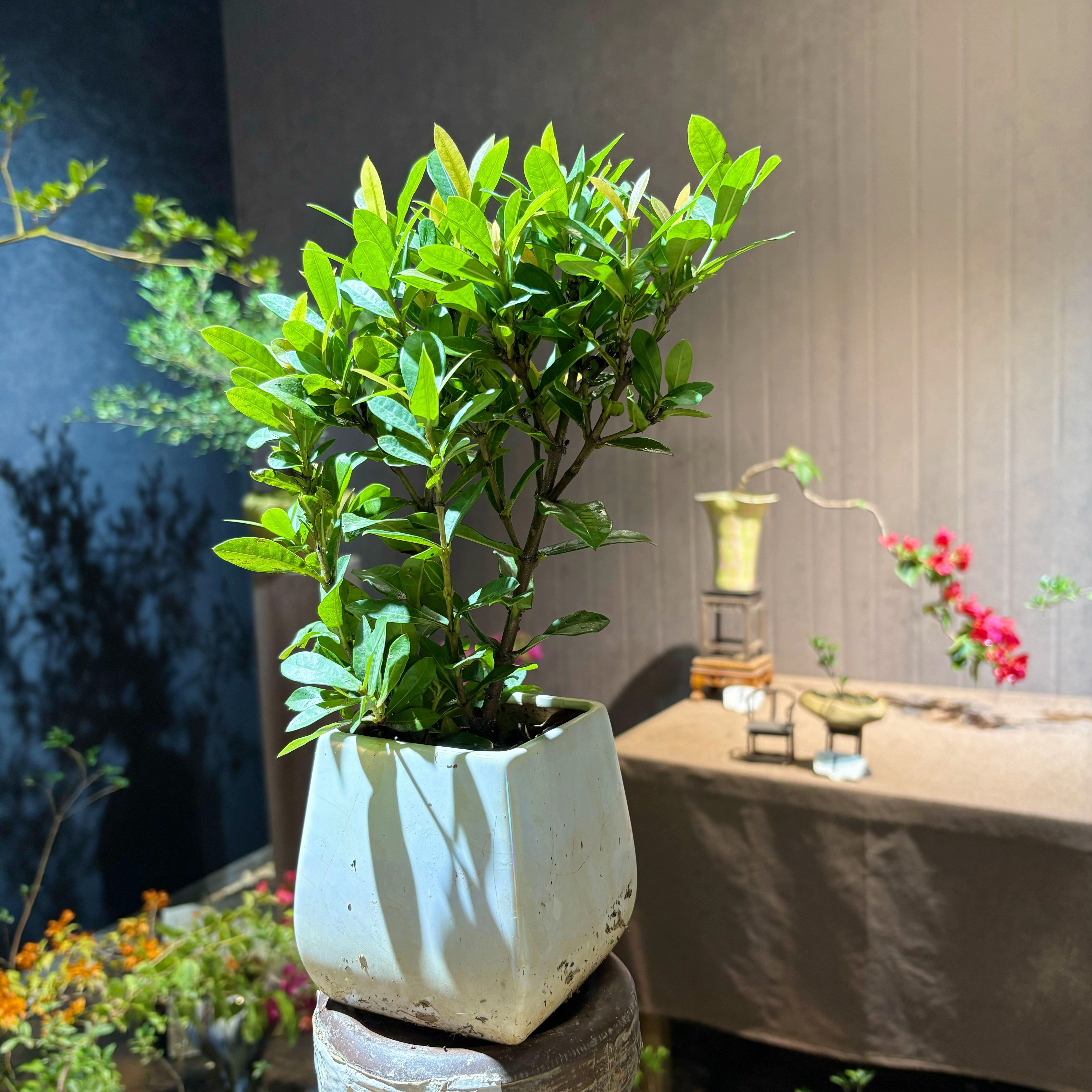 直播间开播福利绿植盆栽花卉