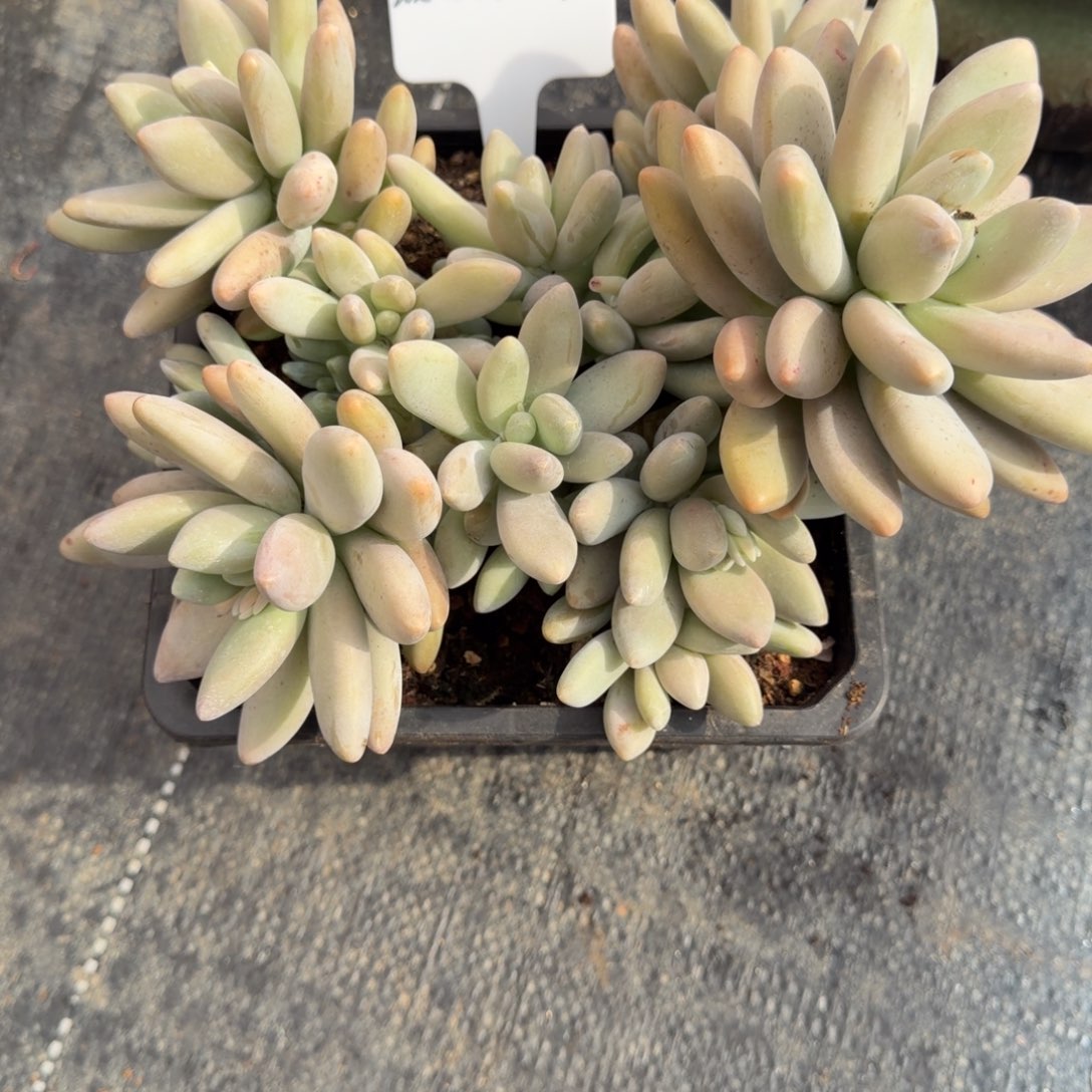 一物一拍白兰地福利款43