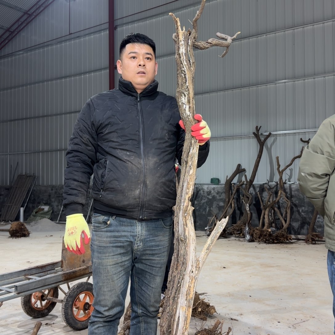 ****来无花朵果盆111111