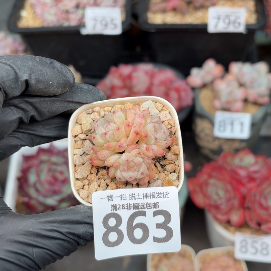 甜心珍妮无盆土发货