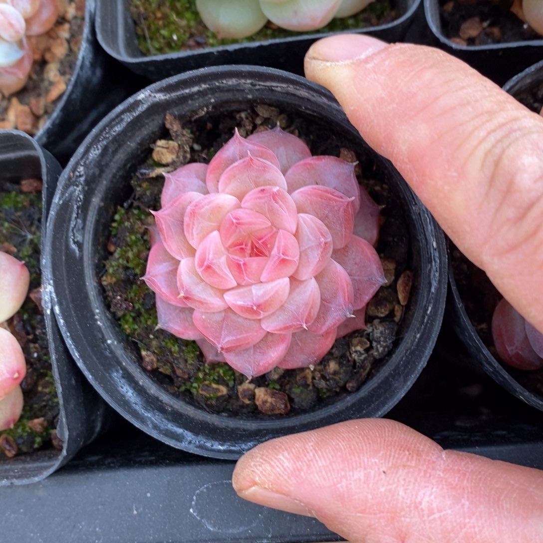 精品多肉一物一拍不包整105