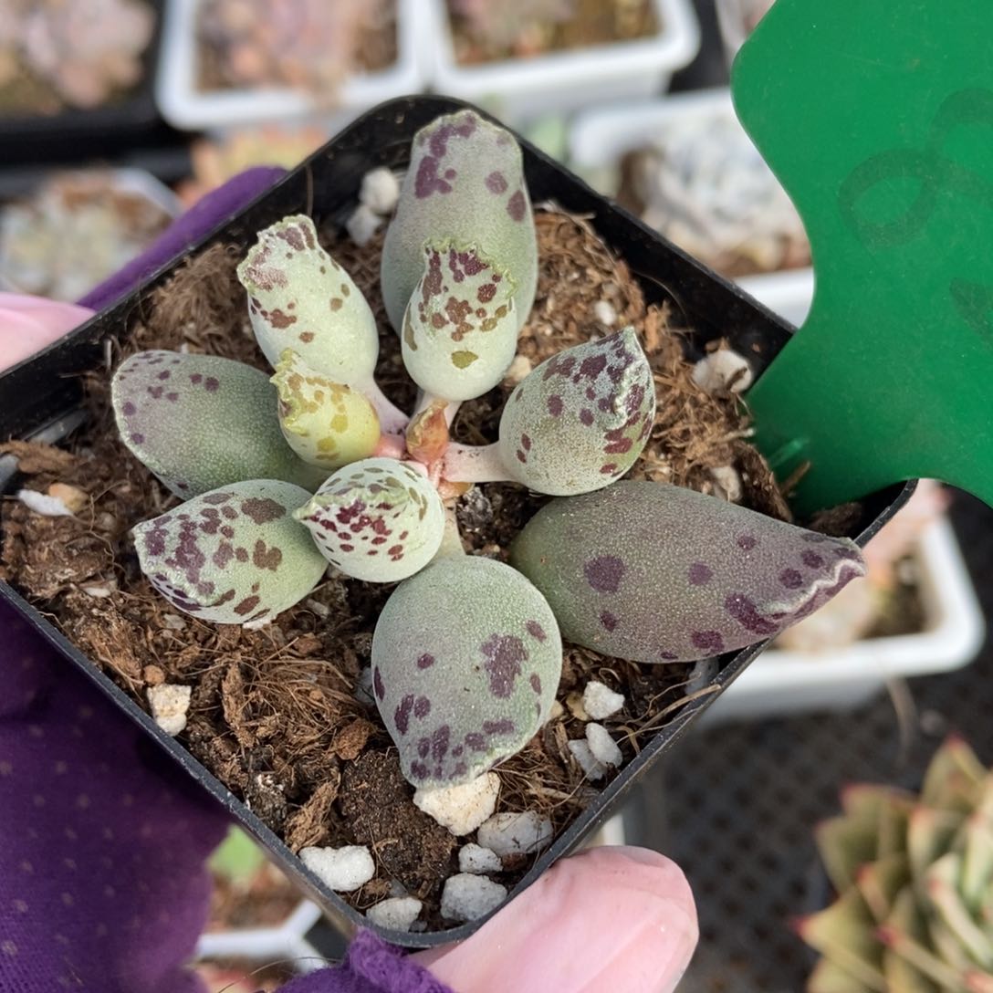 821海豹多肉植物保护