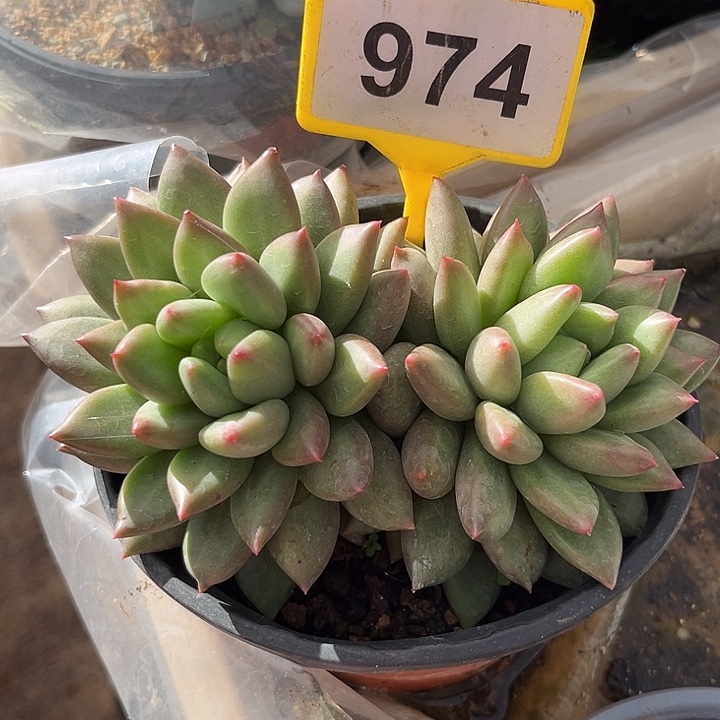 米其林一物一拍974