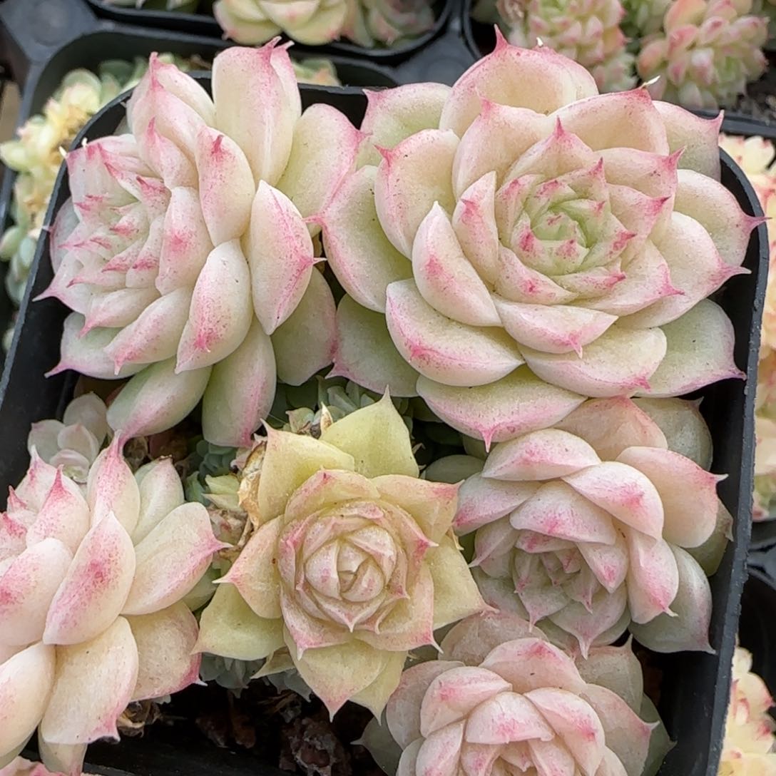 花语逸境0218-120有消耗