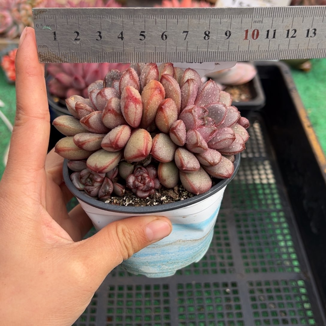 表妹精品多肉植物153.