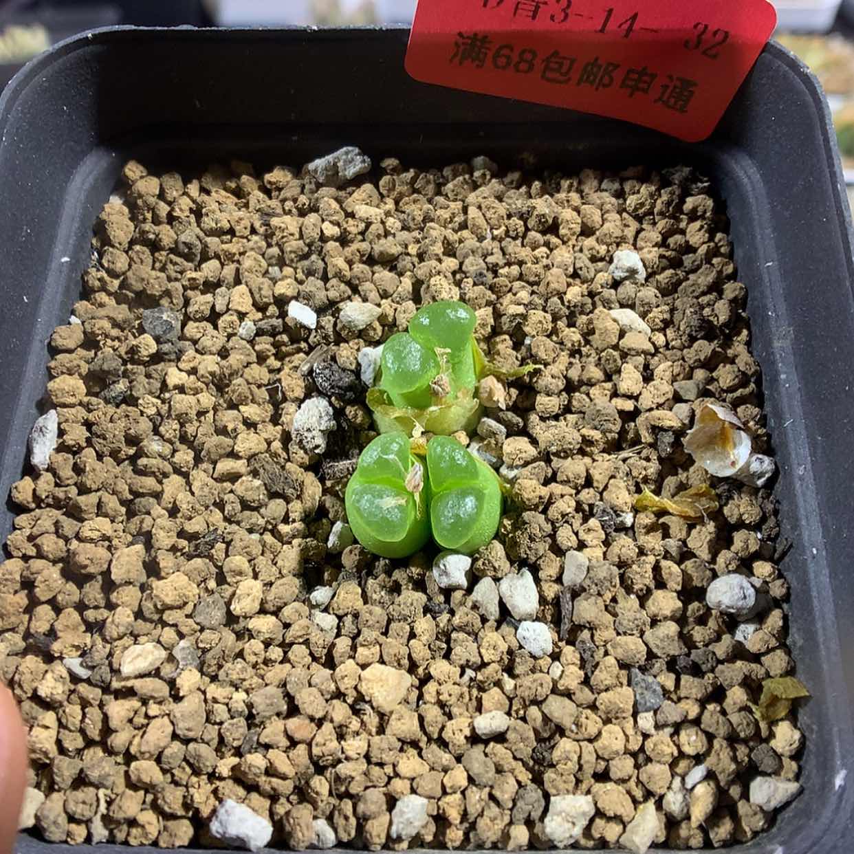 【闪购商品】3-14-32 风铃肉肉 20