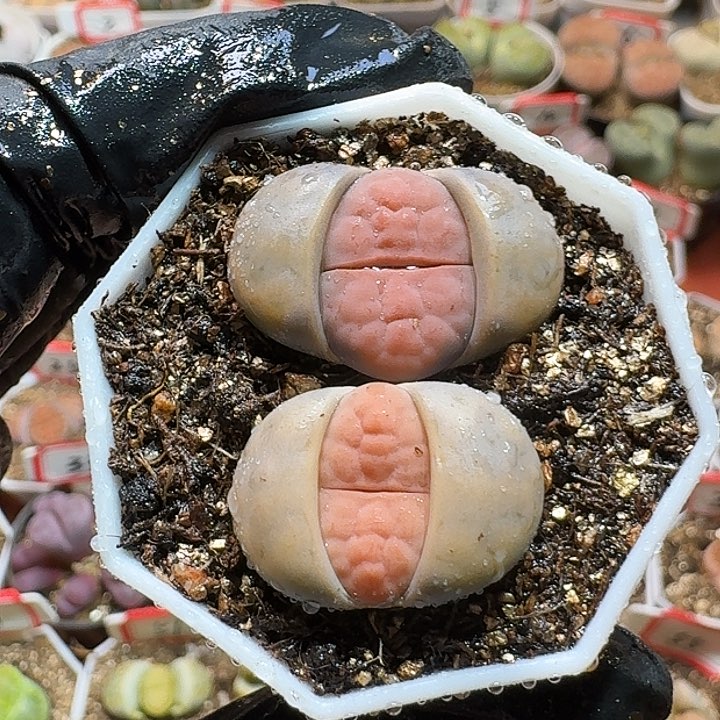 生石花2333:：。  365