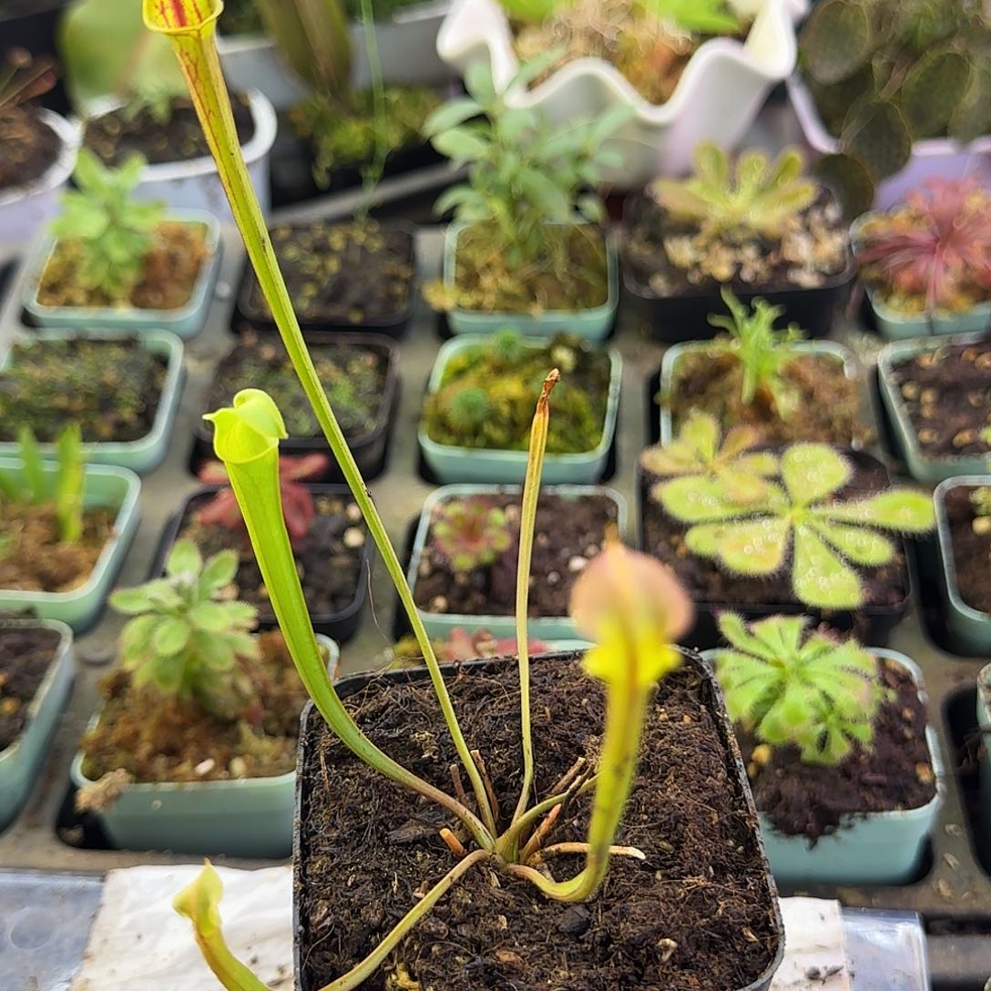 完全开放F99帝王黄瓶