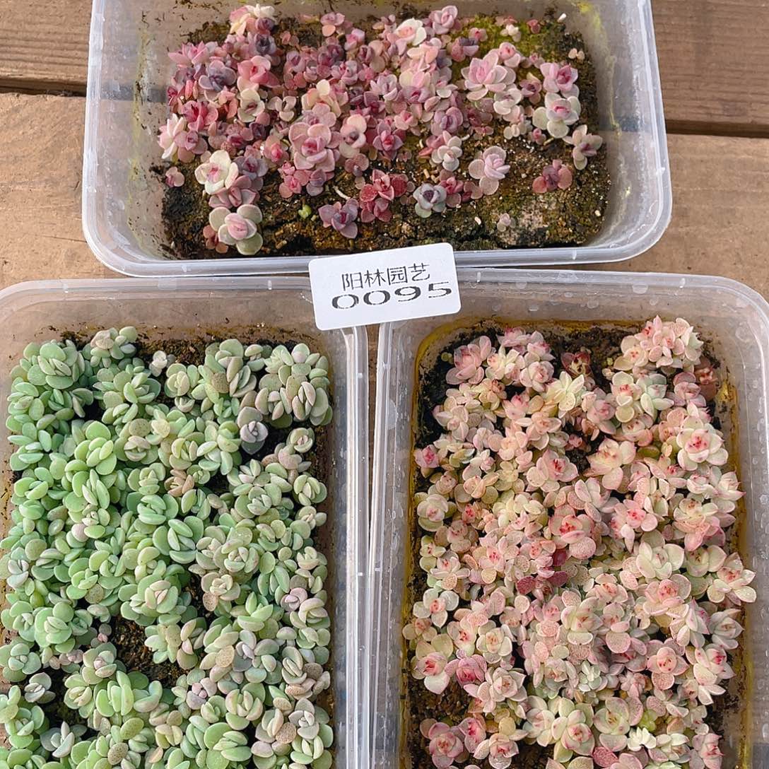 喜***肌多肉植物多肉植物95