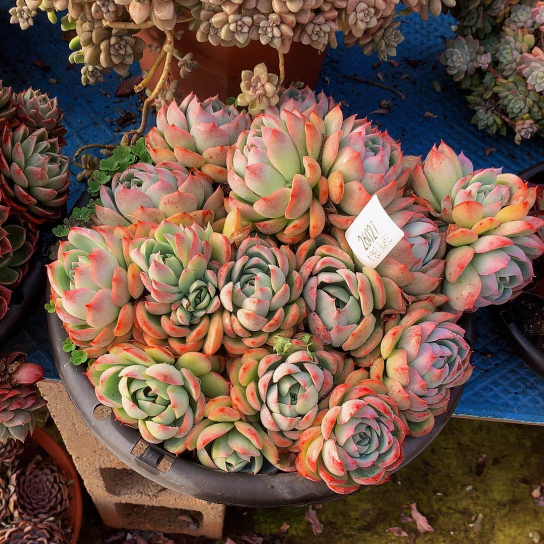 *****    侧影多肉26027