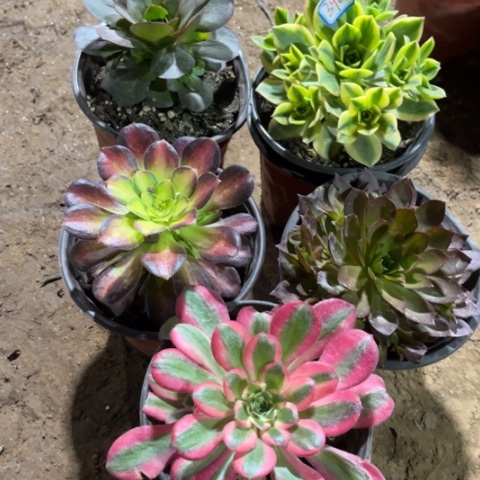 390多肉植物组合