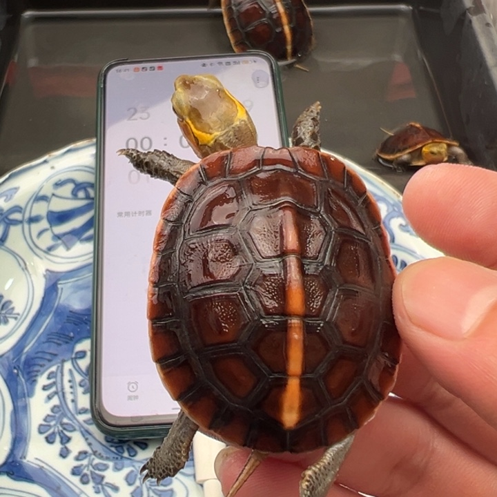 虾***缘绿毛龟母我在外面吃饭呢你在