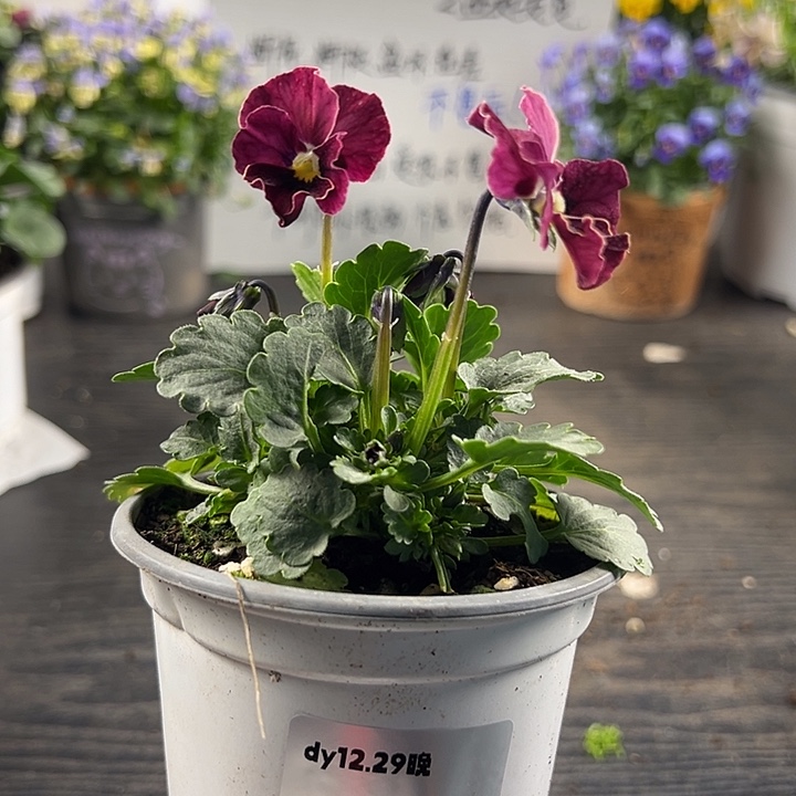 当前无花朵，栽培后可花朵083号心跳