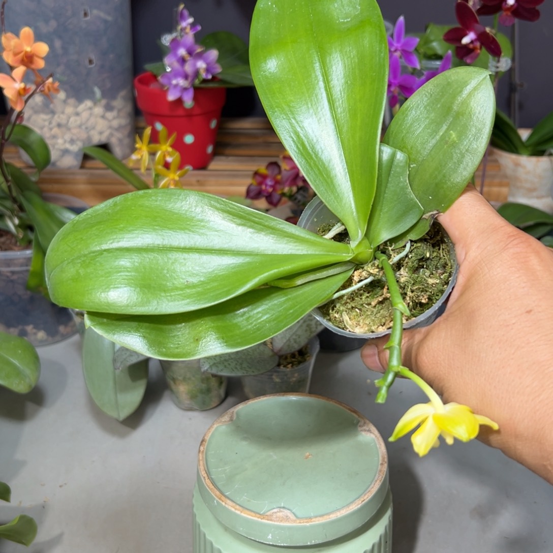 d***m当前无花栽培后可以开花