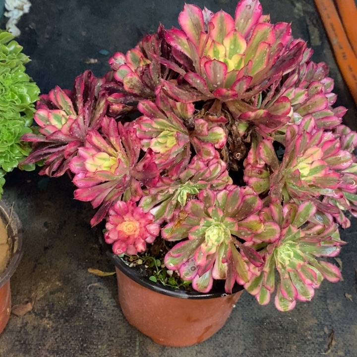 红桐白多肉植物31 