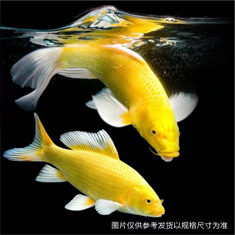 黄金龙鲤大普身冷水热水广温鱼金色普身贵妃黄色