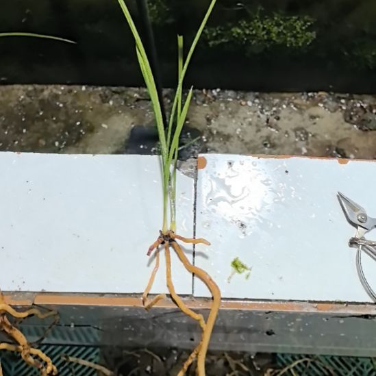 完全开放红燕引种