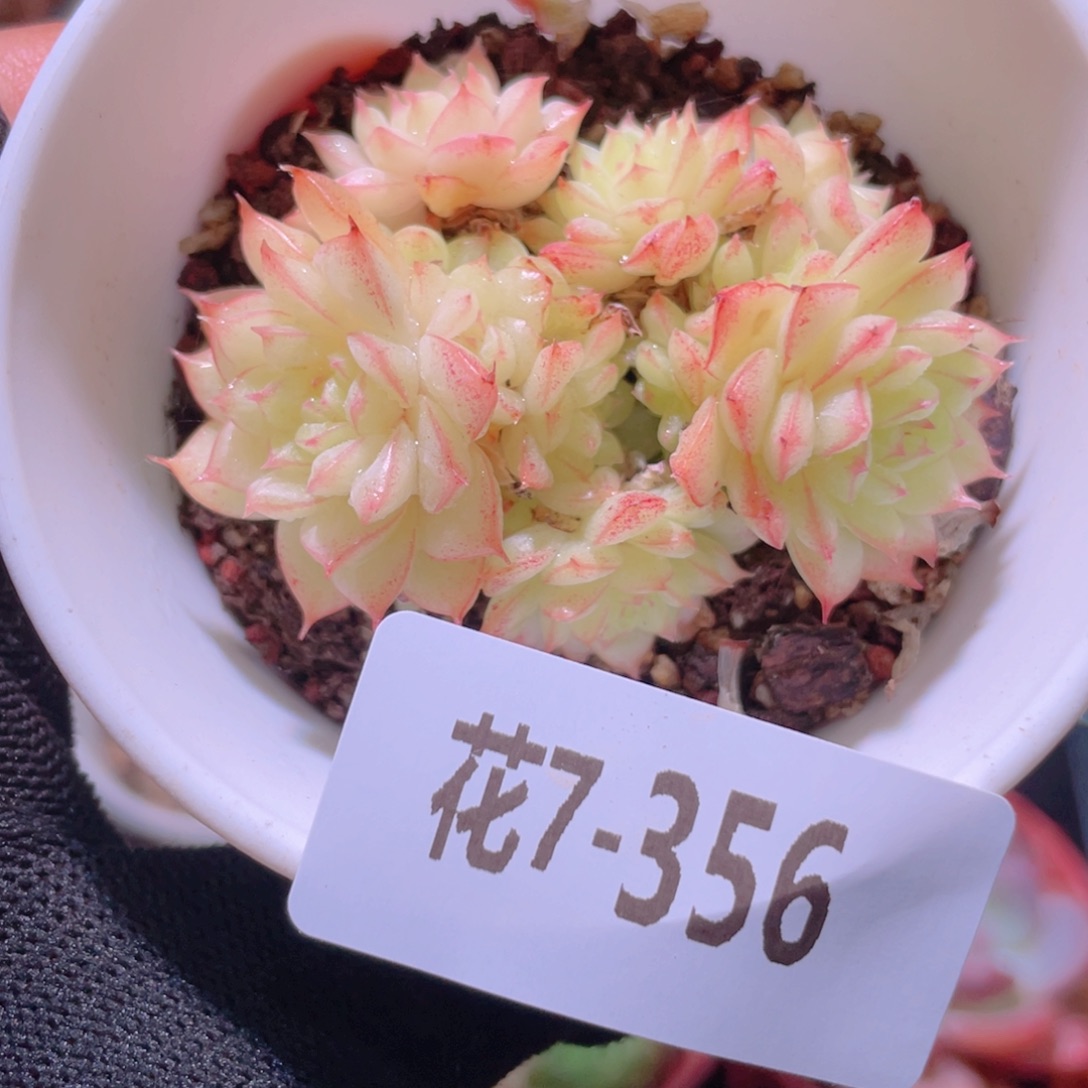 花利美7-356海王群