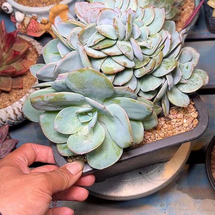 多肉植物一物一拍
