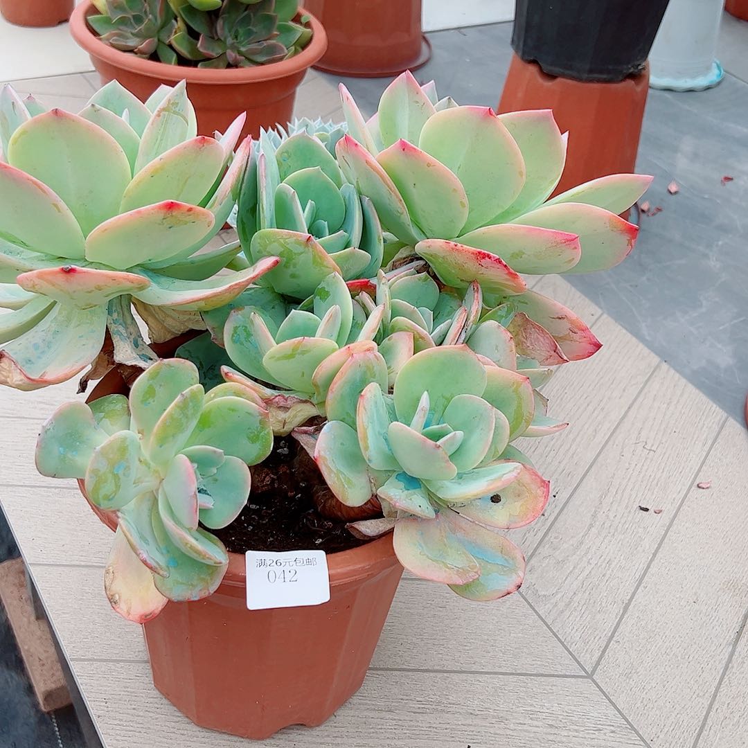 婷***^042血凤多肉植物多肉