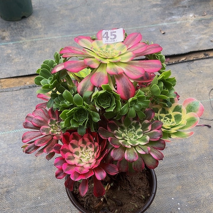 嫁接法师的方法455555