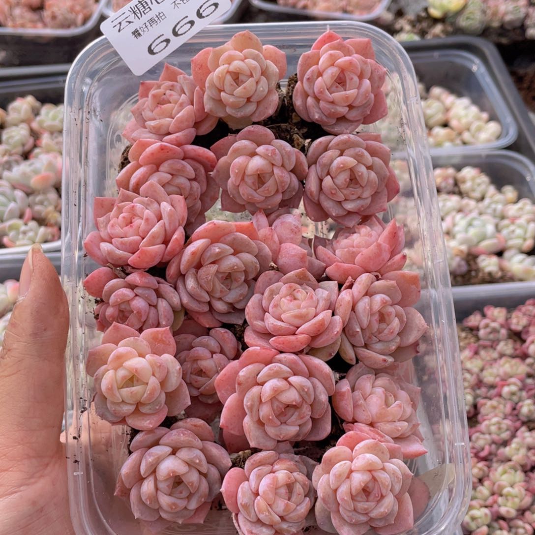 云糖心多肉植物666