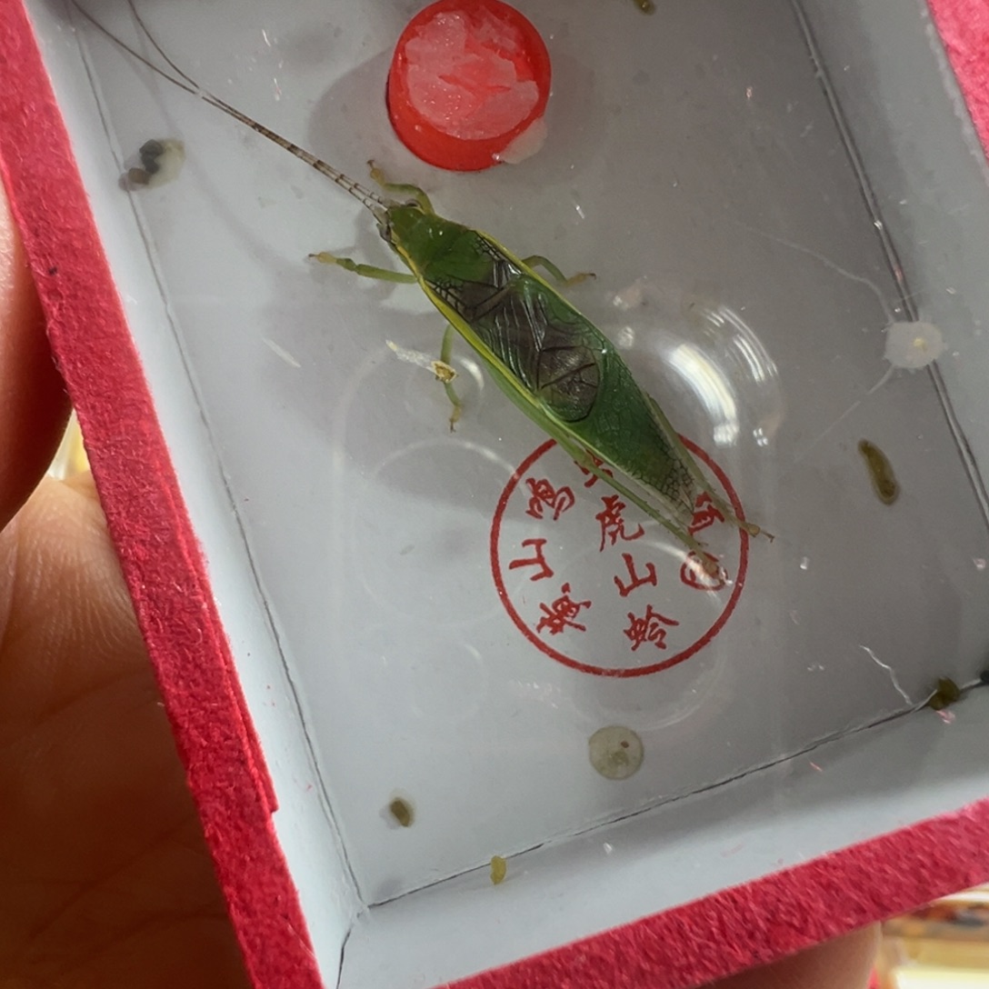蟋蟀一只长须单口金钟