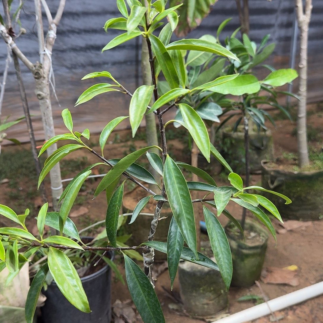 常***系当前无花栽培后可以开花山竹