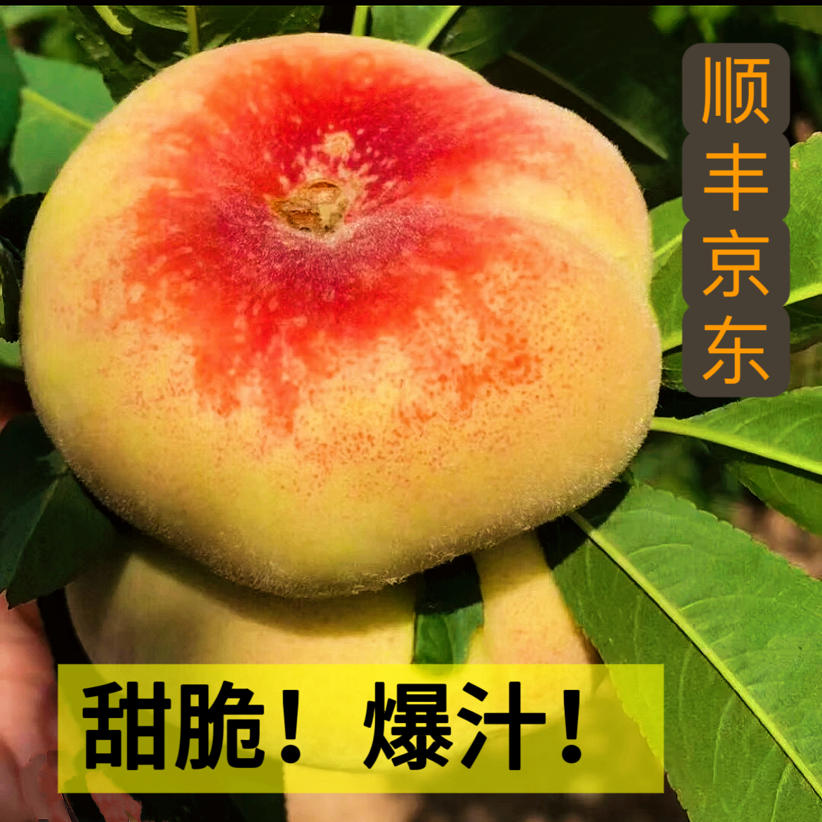 山东临沂蒙阴纯甜蟠桃！净重3斤！顺丰京东包邮！