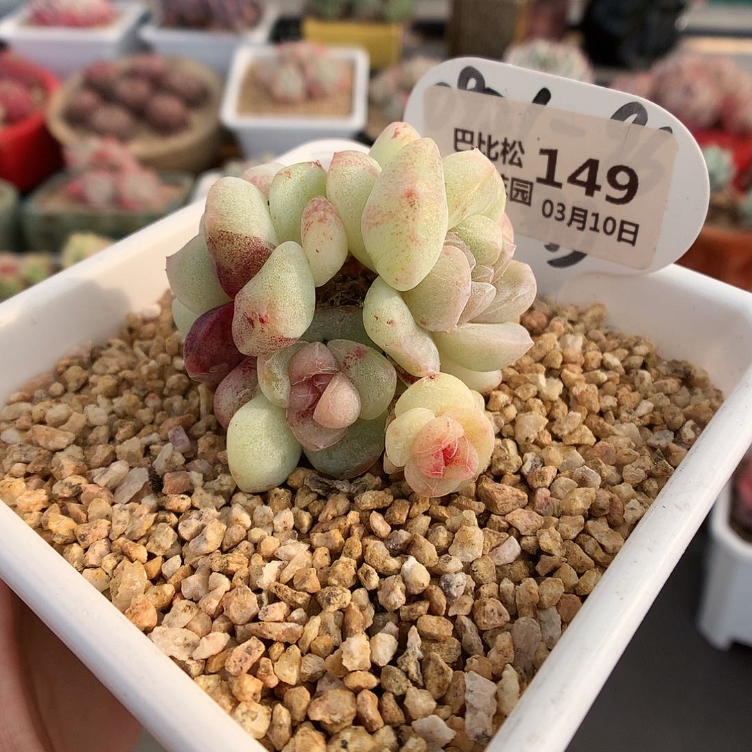 149四头冰玉石化多肉植物