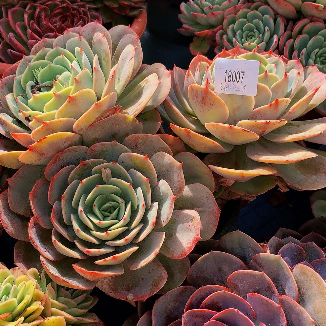 明***莹白雪公主18007多肉多肉多肉