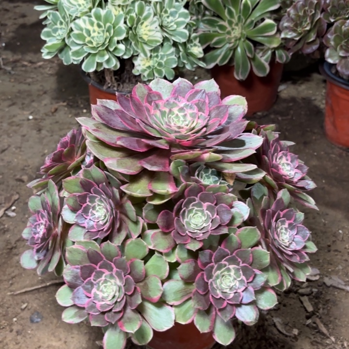 多肉植物莲花座21