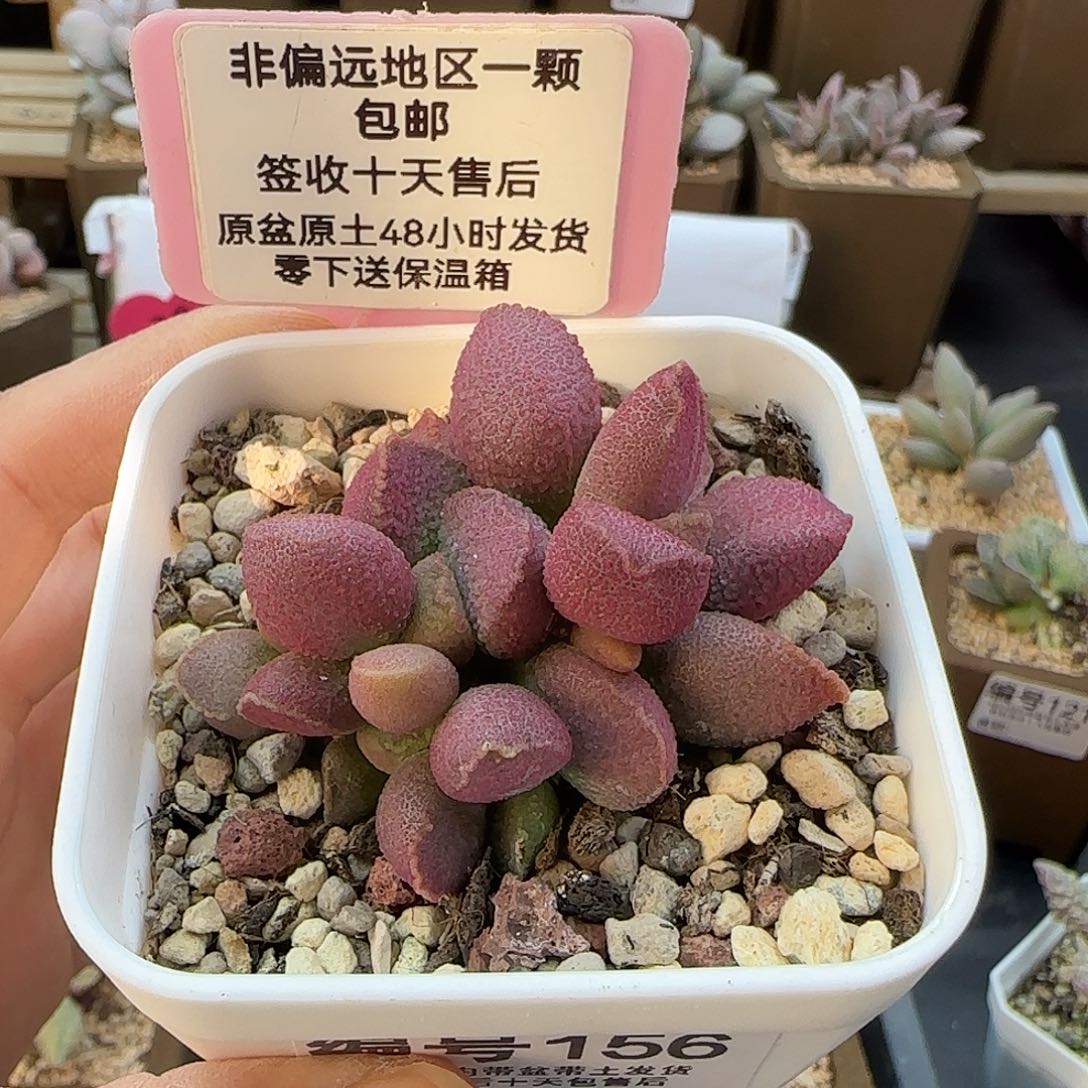 156赛猪肝多肉植物