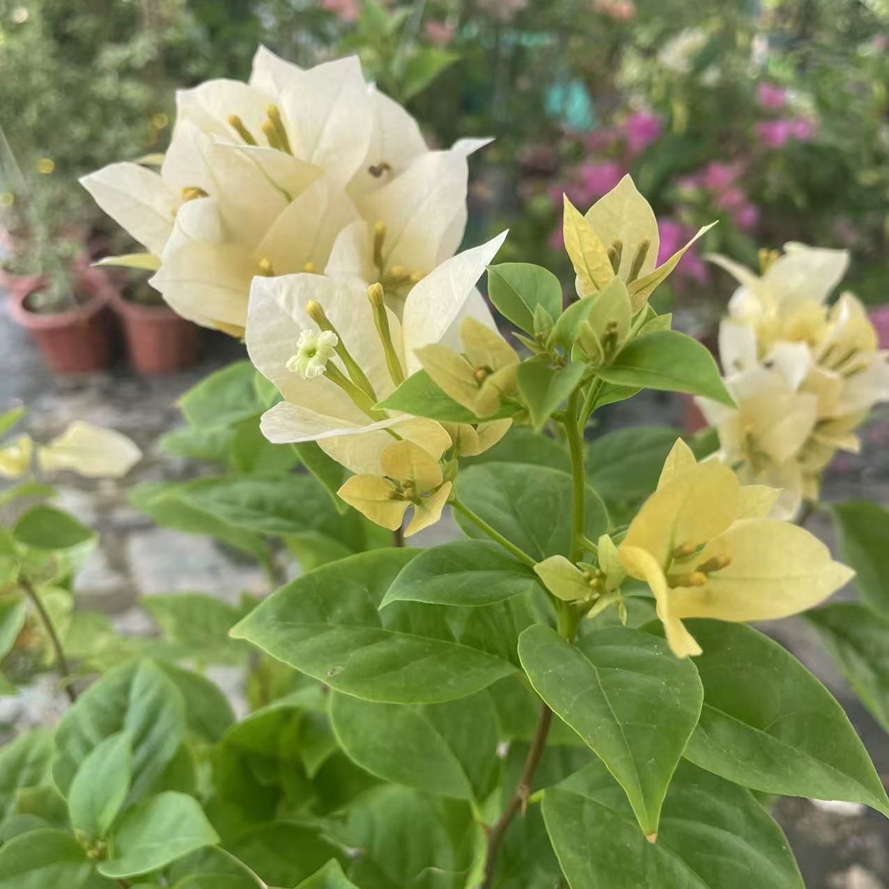 【一物一拍】三角梅花卉勤花四季开花南北方都可种植好养基地直发