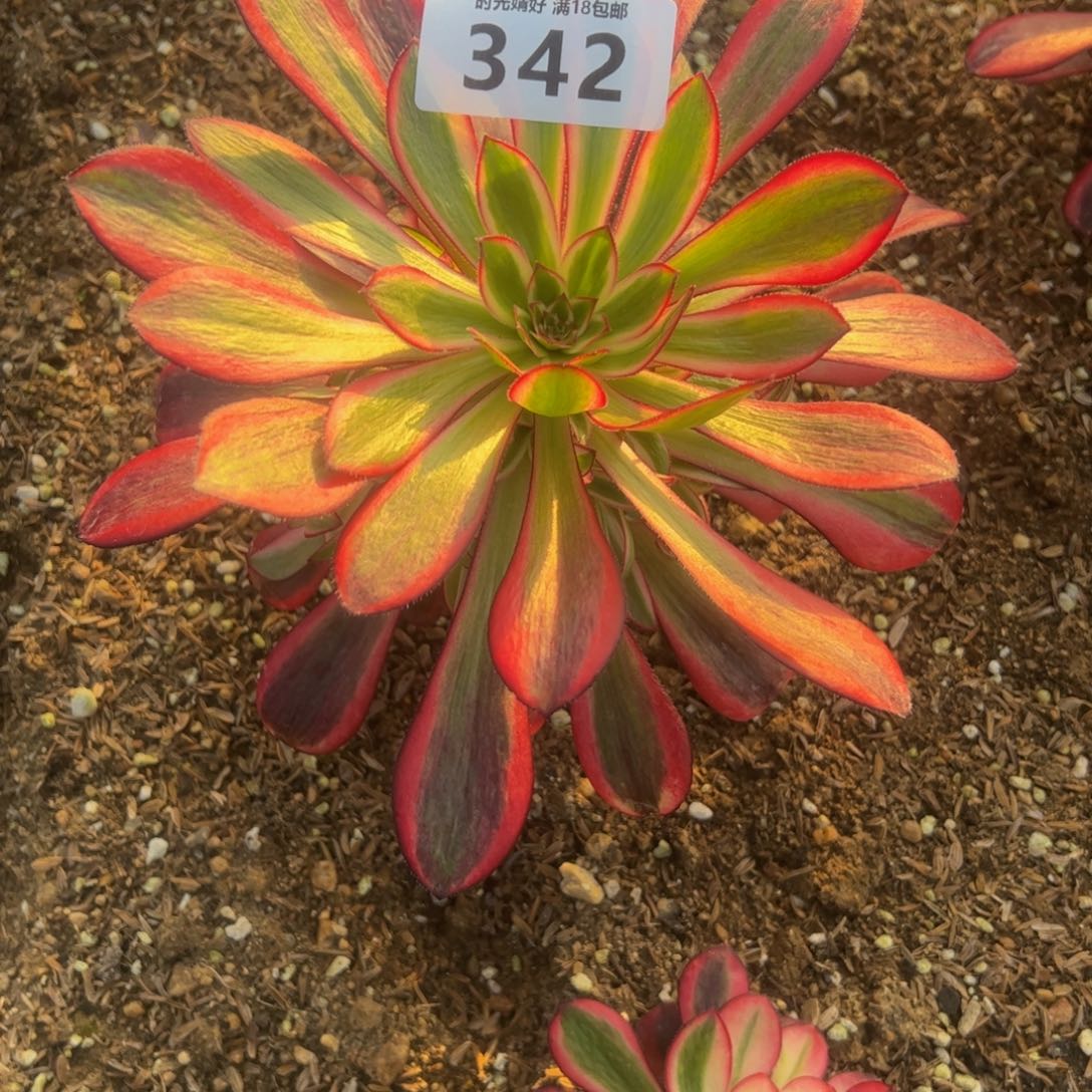 342香奈儿多肉植物